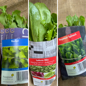 Summer Greens Lettuce Spinach Rocket